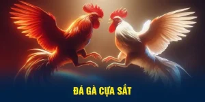 Đá gà cựa sắt